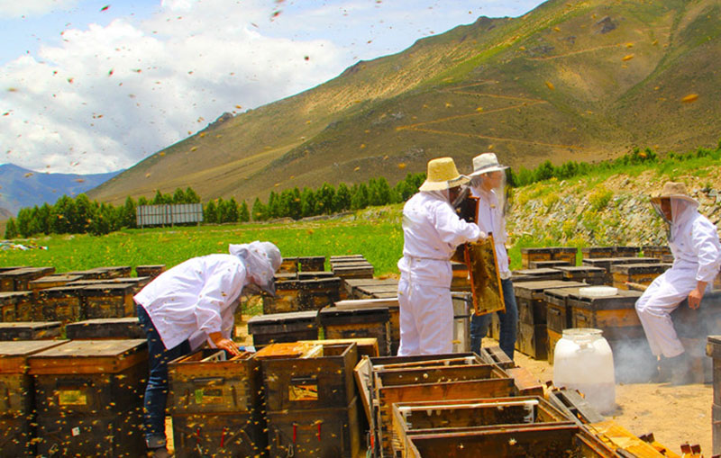 90后养蜂创业小伙子,年轻小伙深山养蜂创业