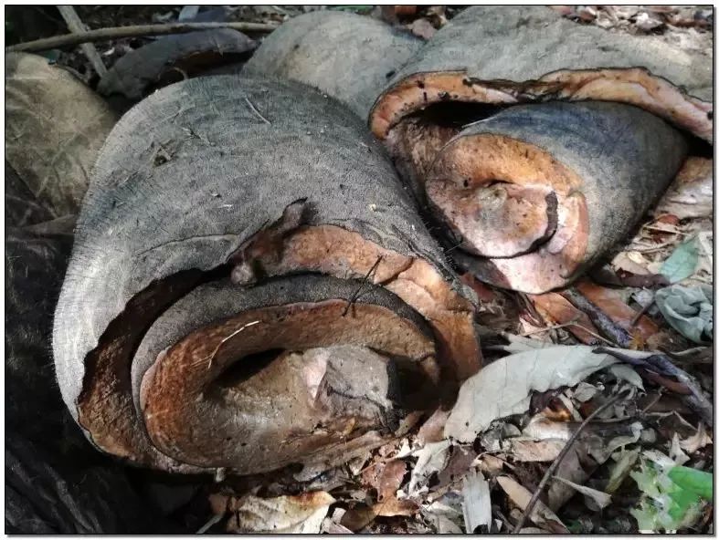 文玩的十大黑幕,文玩最让人无奈的六件事