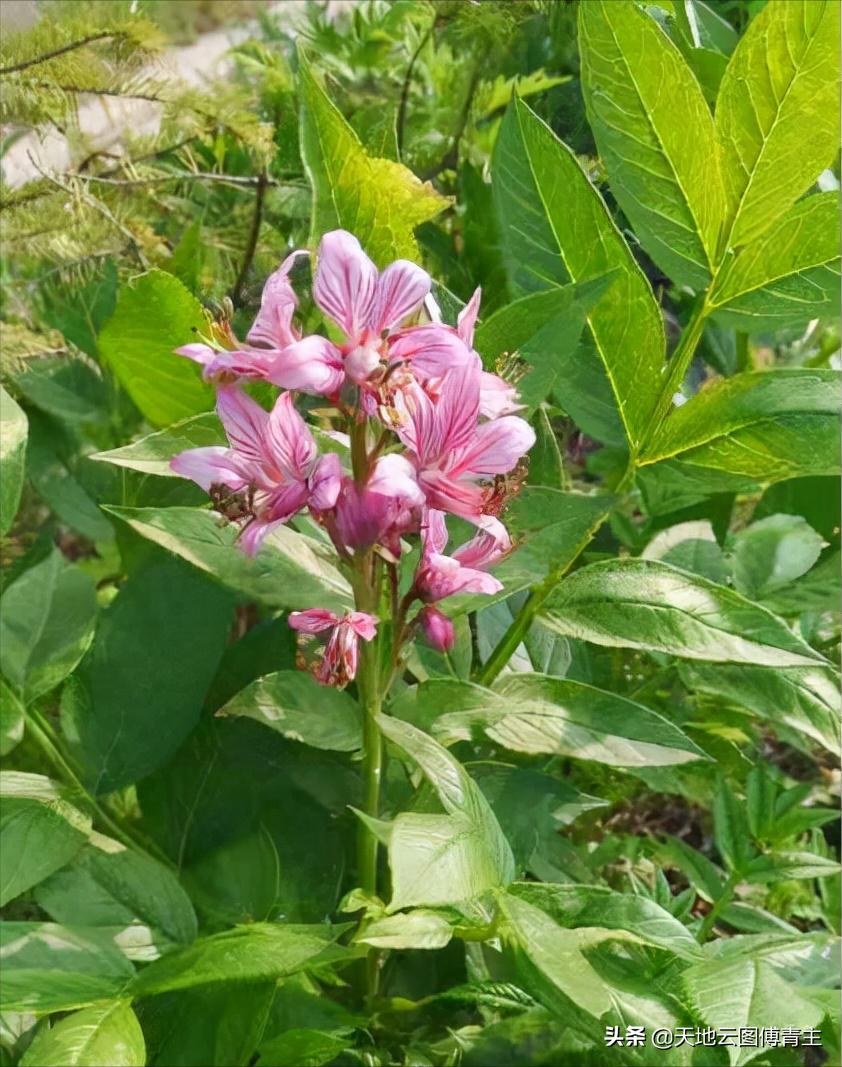 原材料受疫情影响,原材料因疫情进出困难说明