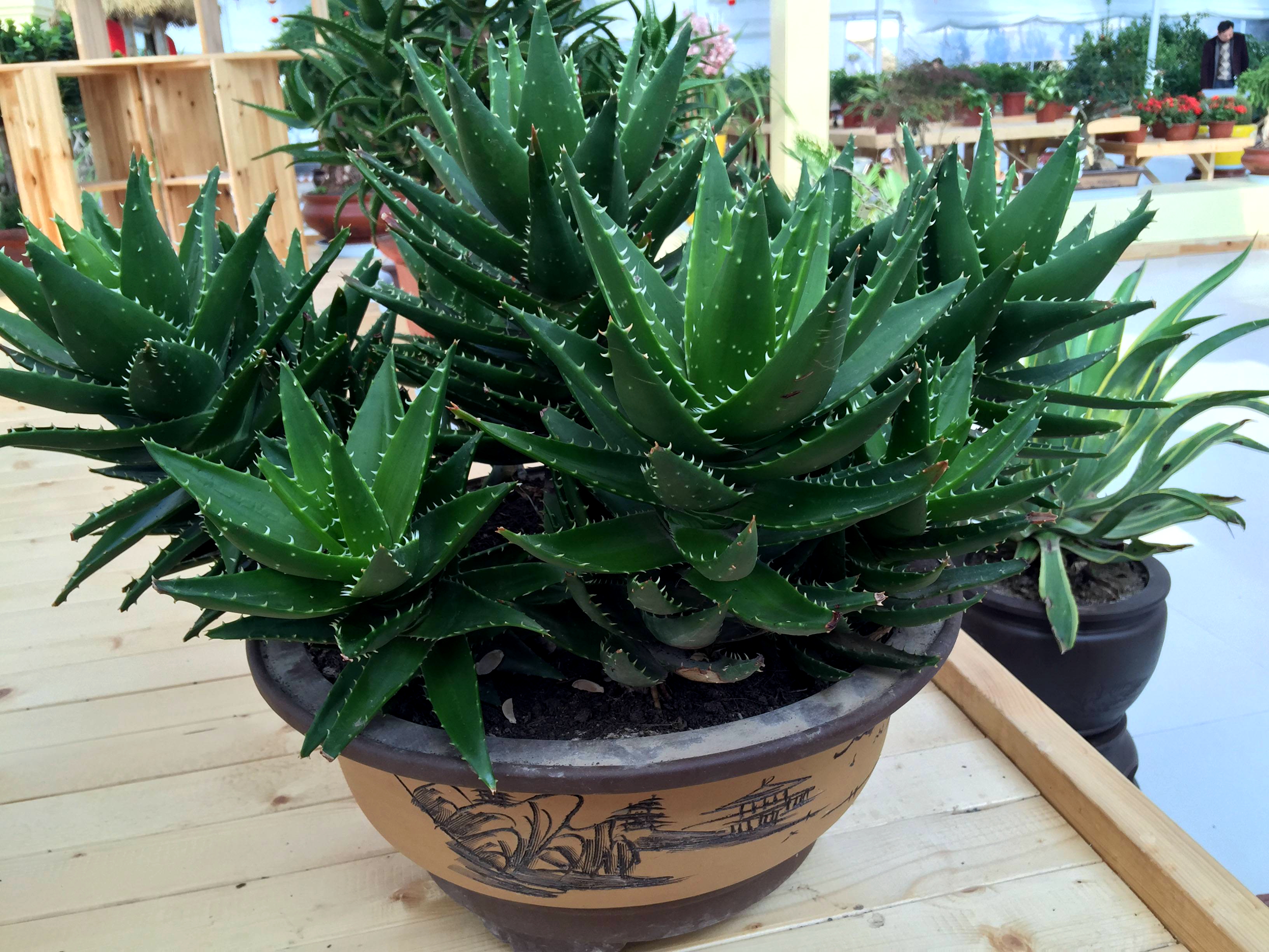 养芦荟盆大好还是小好,芦荟的养殖方法盆栽