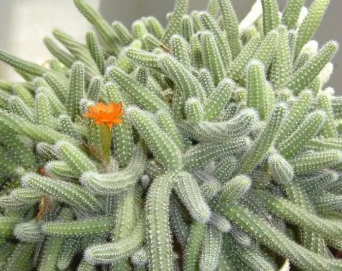 仙人指路健体,仙人指路伤害不高