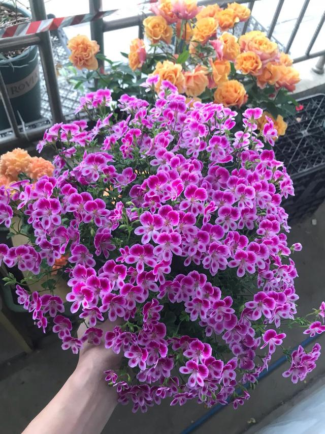 365天都开花名贵的盆栽,365天开花不断的花卉