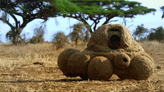 BBC最棒8部纪录片，强烈推荐孩子暑假看