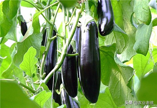 露天蔬菜种植技术大全秋葵,露天平台种植蔬菜