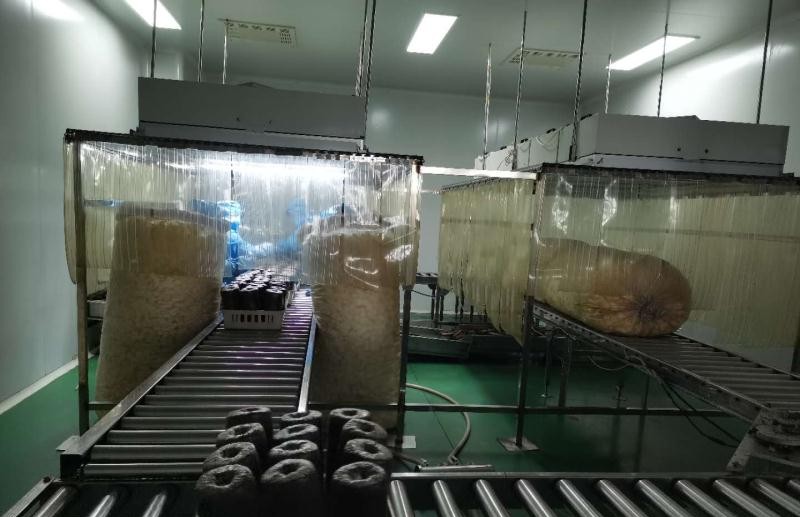 黑龙江鹤岗:政府鼎力相助“鼎尊生物”日产10万菌棒“不够卖”