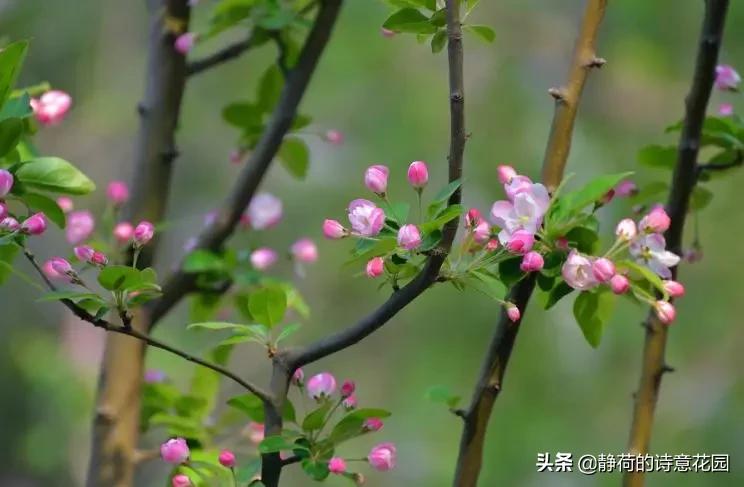 春日咏海棠经典诗词,咏海棠十首诗解析