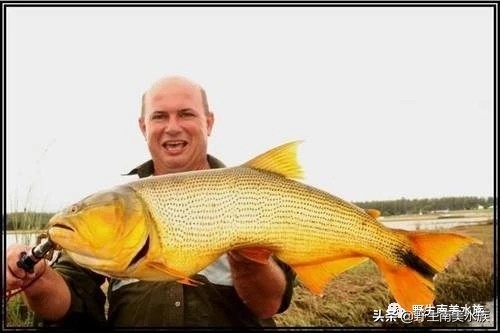 超大黄金河虎鱼,野生黄金河虎鱼