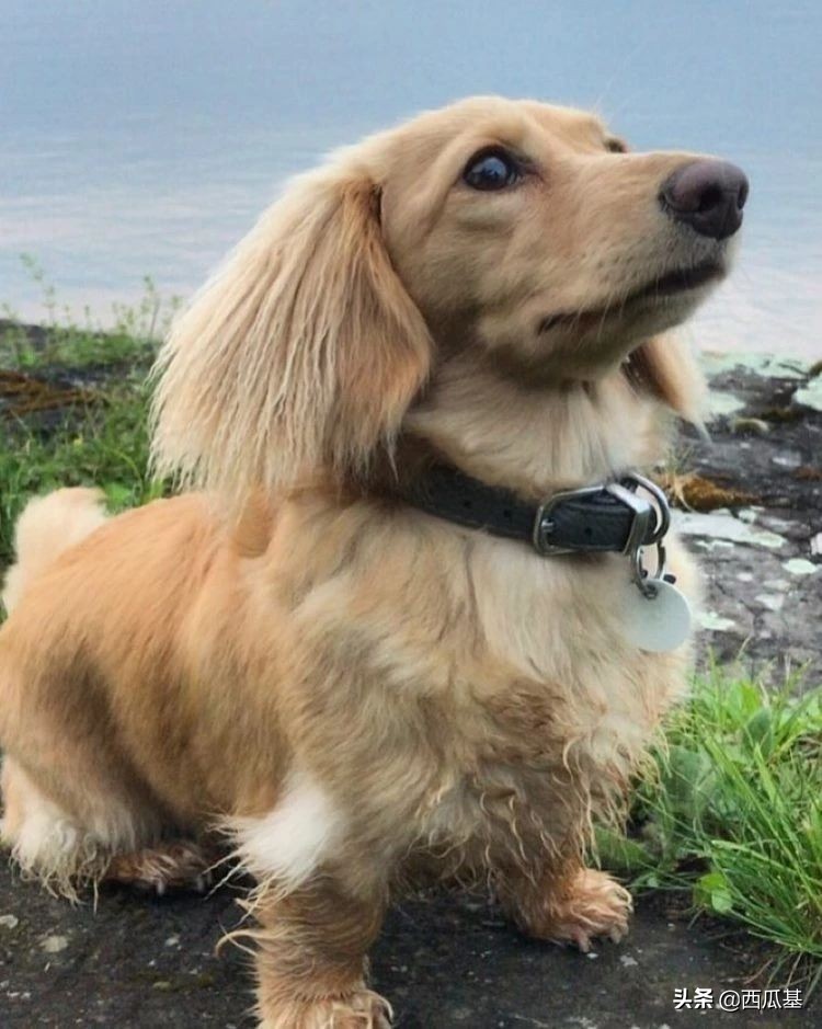 常见的串串狗都是什么品种,不建议养的10种狗串串犬