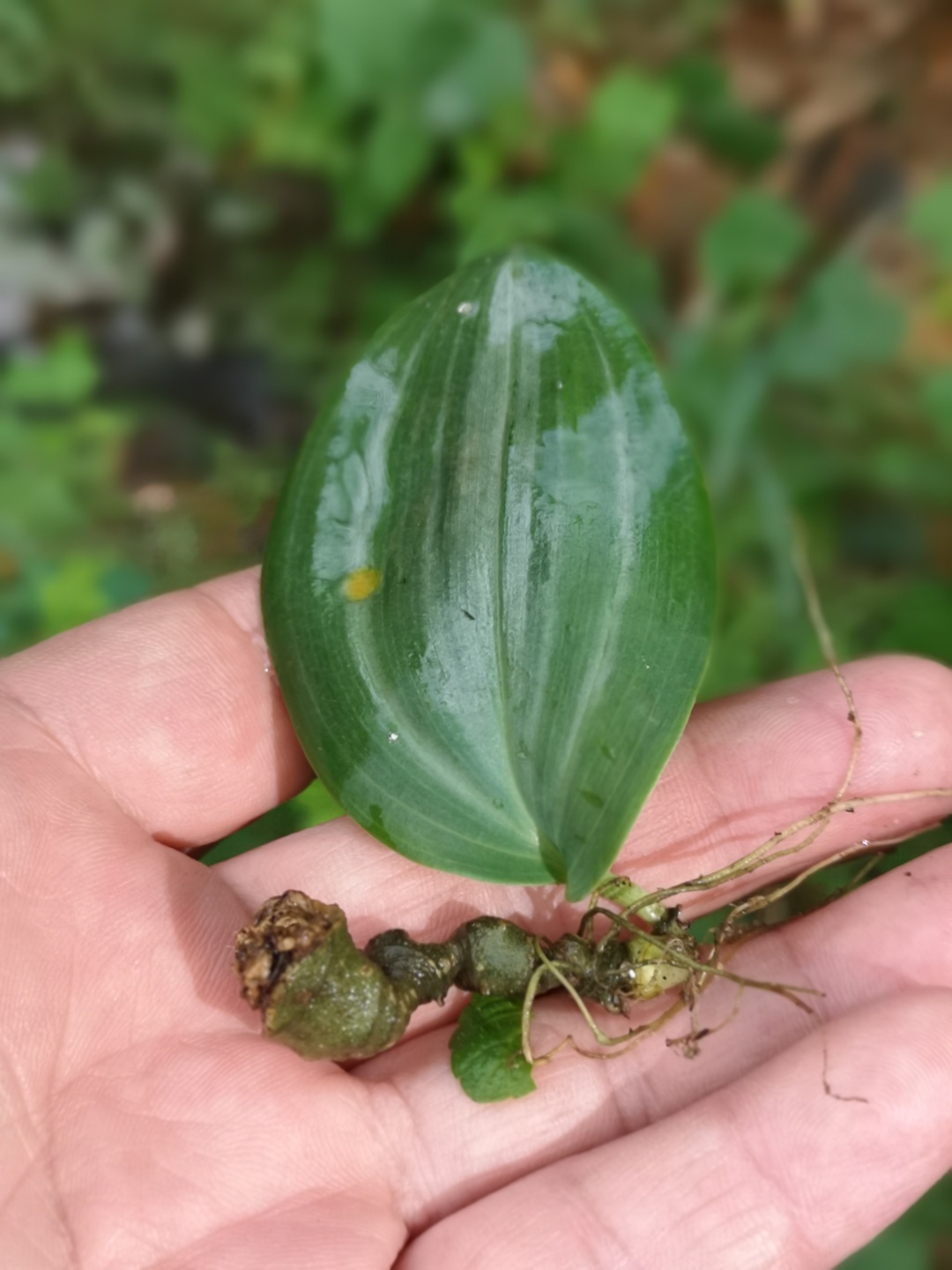 竹林深处探宝——只为了那一棵黄精