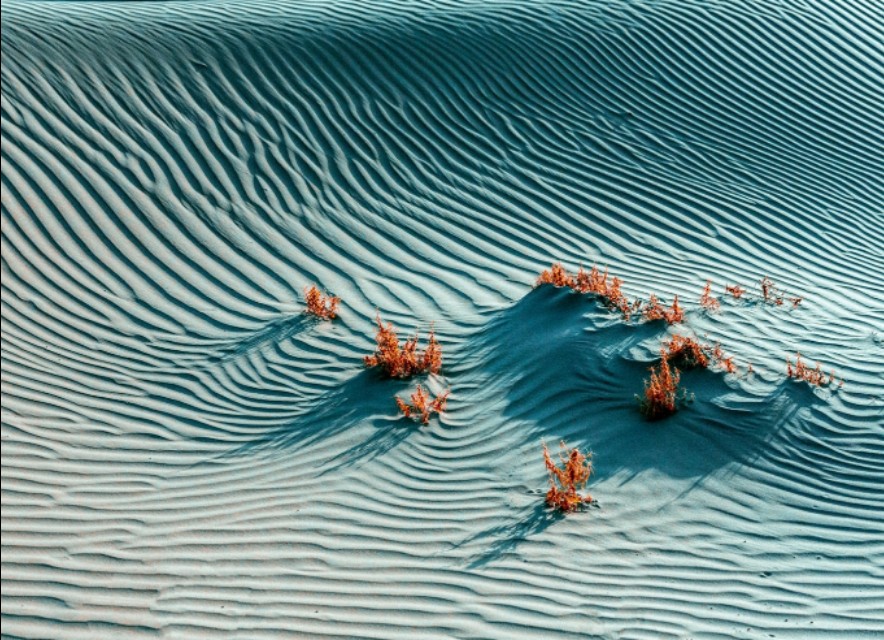 沙棘油功效与作用好处,沙棘油的功效与作用的说明书