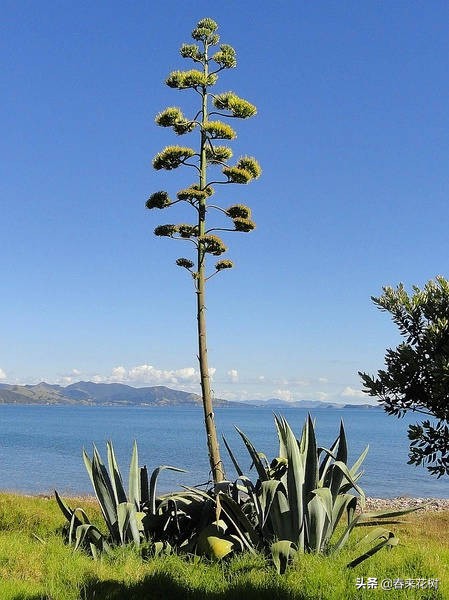 神奇的植物图片及介绍大全,十大最好的神奇植物