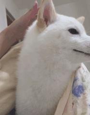 割包皮有可能割短吗,割包皮能治疗好疱疹吗