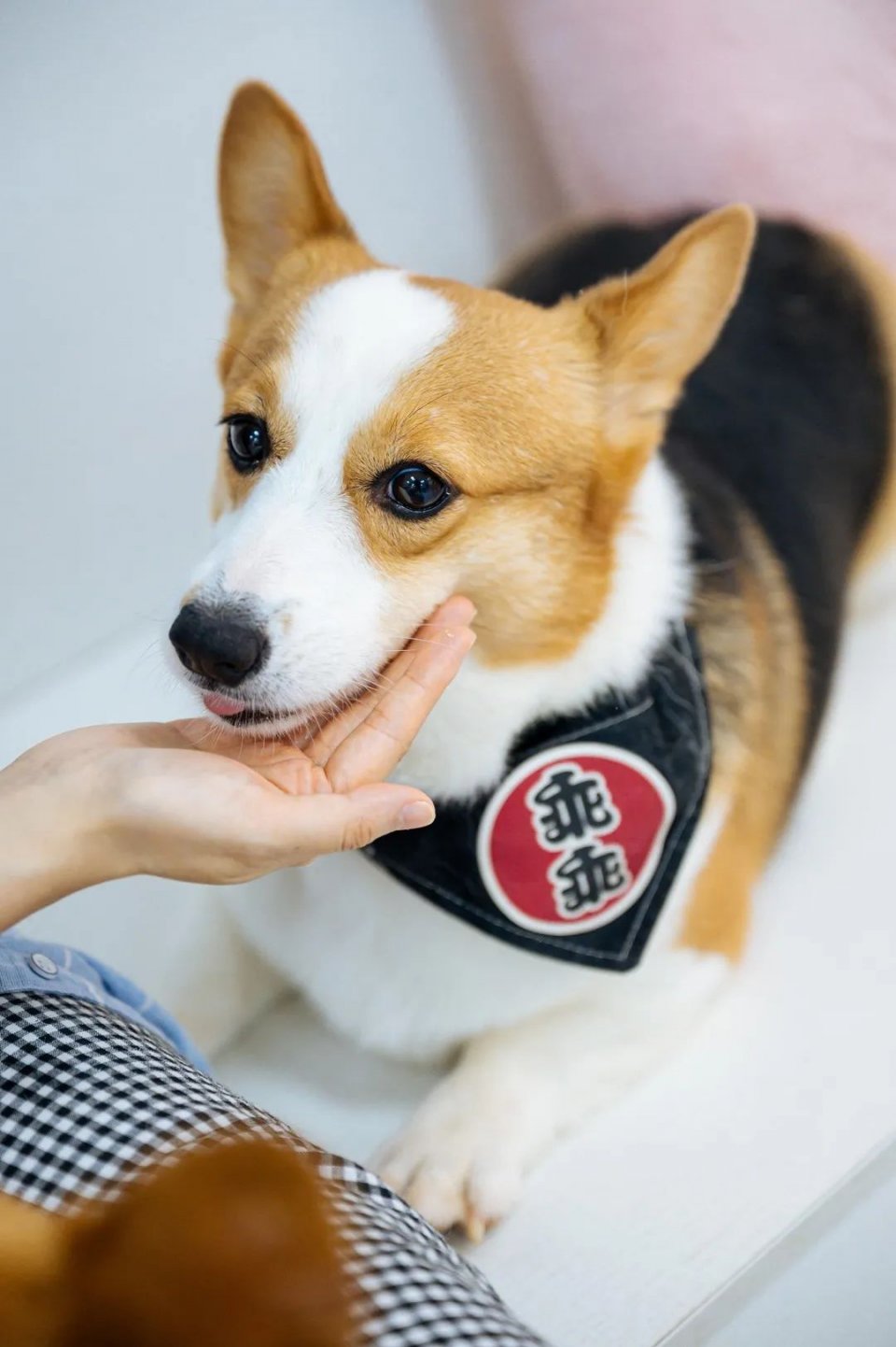 吸屁屁,短腿大耳肉嘟嘟,这家店进去就出不来了…