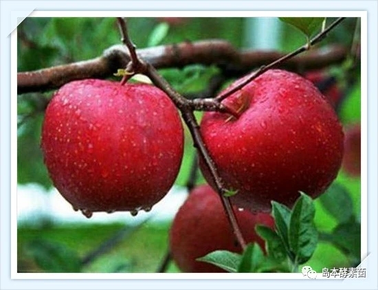 酵素菌肥的种植方法,酵素菌叶面肥怎么做