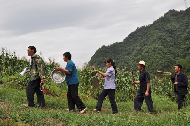 农村环境越来越好,山上的野猪下山糟蹋庄稼了,教你5招对付它