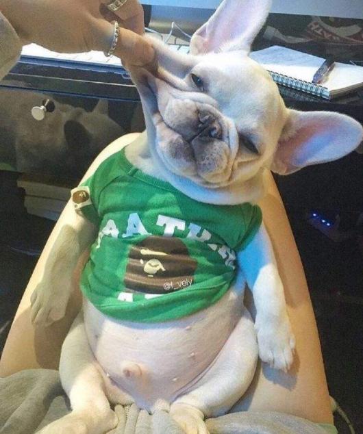 法国斗牛犬的优点和缺点,法国斗牛犬可以养吗