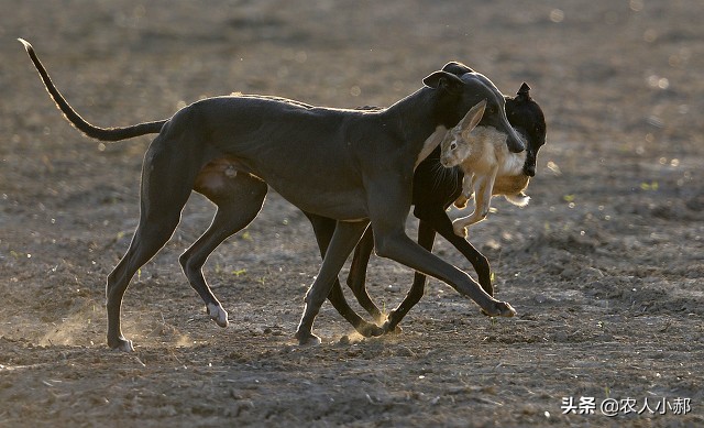 野兔偷吃大豆苗怎么办,种的黄豆野兔子老吃咋办