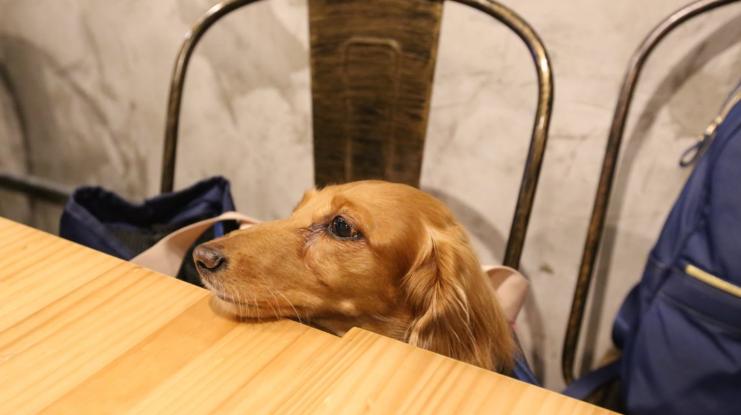 小狗吃巧克力后吃什么不会中毒,小狗吃巧克力后会发生什么症状