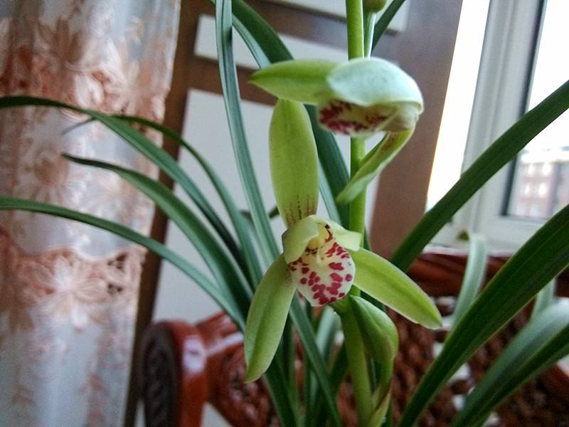 兰花翻盆既有水晶头又有空根,兰花空根处理后怎么栽视频