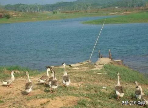 鱼塘里面怎么快速上鱼,稀少鱼塘如何上鱼快