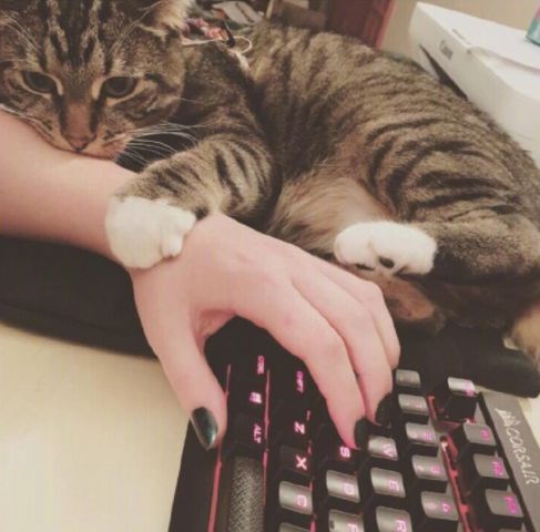 养猫必须做的5件事,老手养猫才知道的六件事