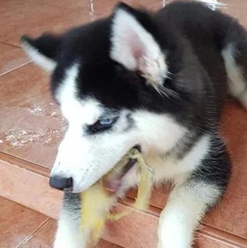 新手养二哈幼犬注意事项,新手养二哈买多大的好