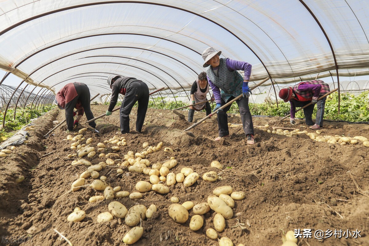 玉米芯种玉米教程,玉米地里种土豆科学方法