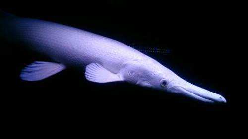 建议穷人养的10种中型观赏鱼,十大养不死的观赏鱼排名