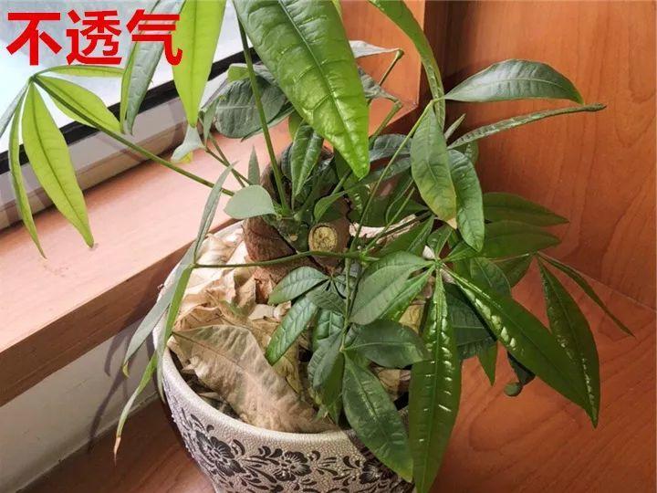 月季常见病害图解,月季枝干高花苞小怎么办