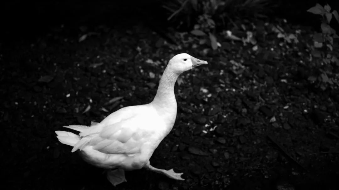 为什么黑白摄影比较经典,大师级的黑白摄影作品