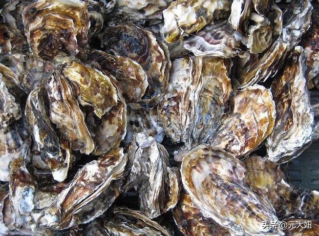 不要错过海鲜季节表,一年四季海鲜时间表