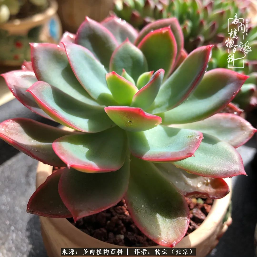 日常生活中常见的多肉植物,多肉植物神奇之处