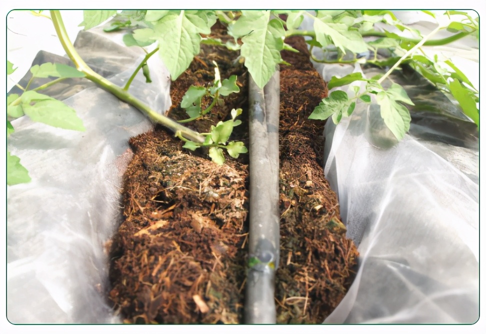 现货批发椰糠栽培基质,进口优质椰糠基质