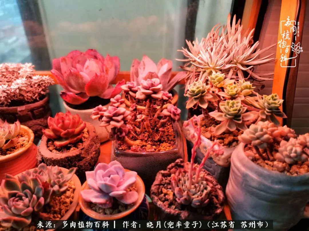 六年时间环游22个国家，却被多肉小萌物征服