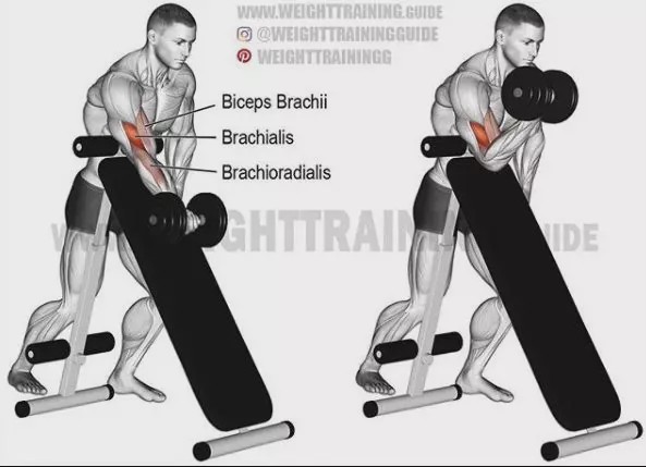 胸肩背臂腿腹训练动作,腰臀肌肉训练方法