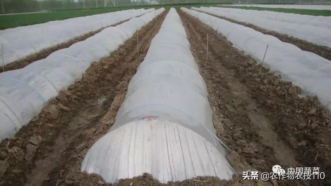 西瓜栽培技术全面的文字解释,西瓜栽培技术和方法