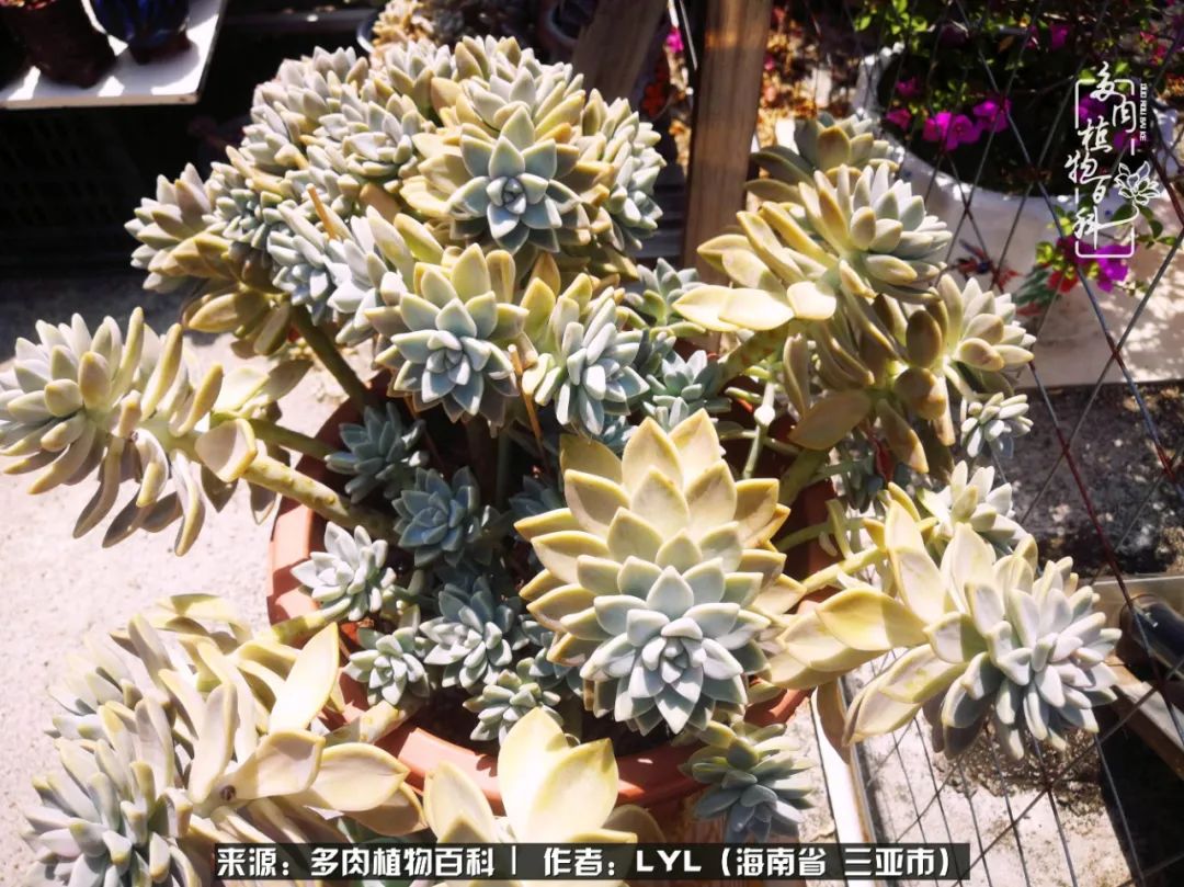 开挂区养多肉,非开挂区怎么把多肉养出状态