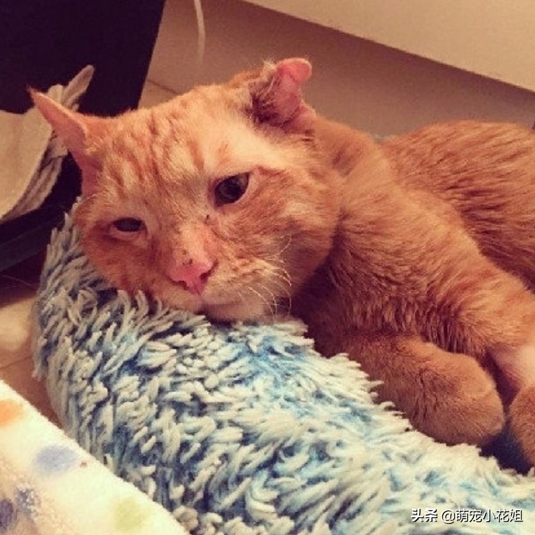 流浪猫被救助后无人收养会怎样,流浪猫在救助基地渴望被收养