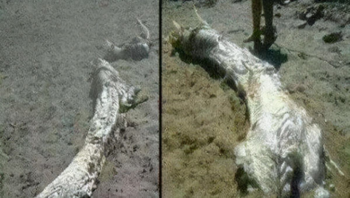 世上真的有龙吗2016,世上真的有龙吗电影