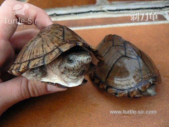 剃刀龟冬眠用水还是用苔藓,一直用水养的剃刀龟怎么产蛋