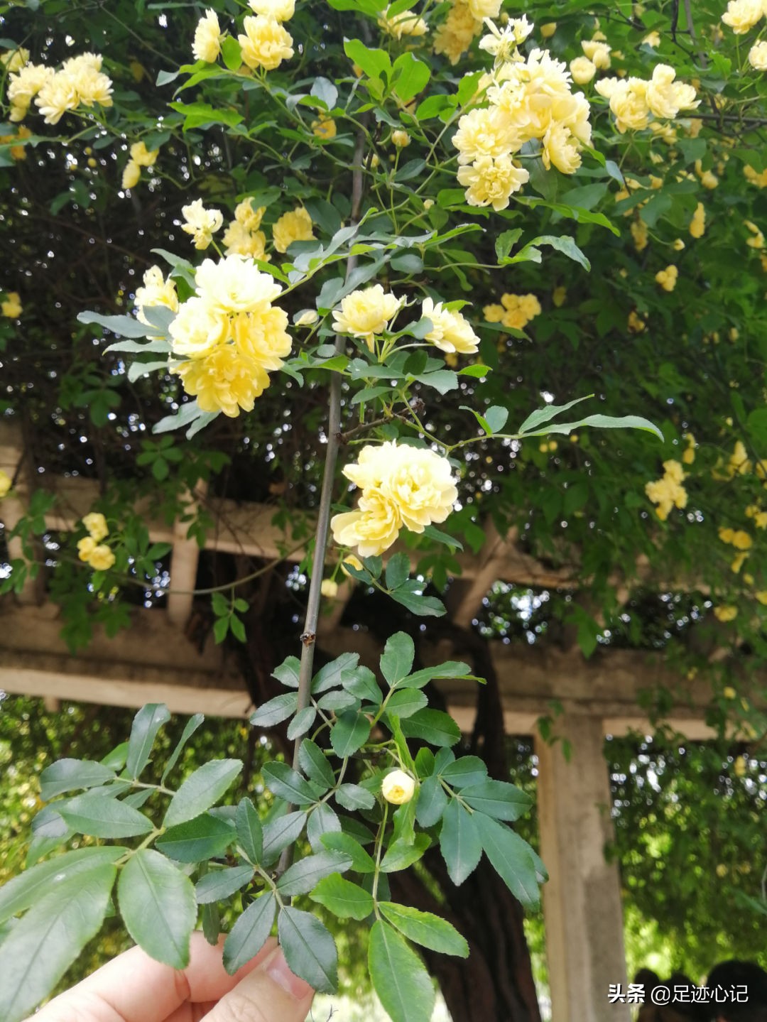 南京37度的天气适合去哪里玩,南京自由行攻略2日游