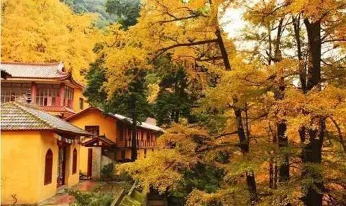 武侯银杏,武侯看银杏最好的地方