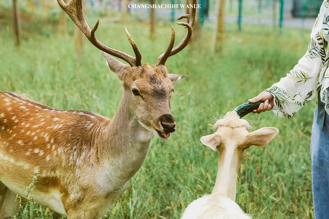 秋天的沙湖美不胜收,洋沙湖旅游