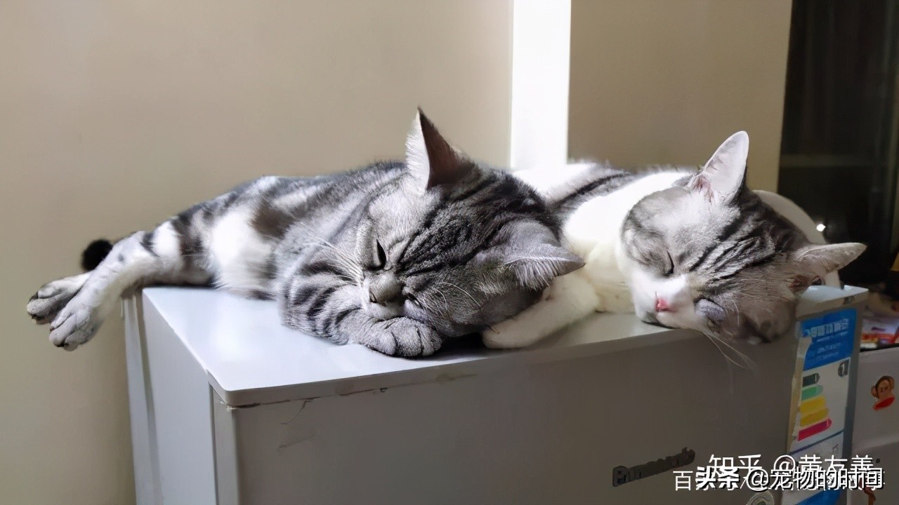 为什么有的猫会攻击主人,为什么宠物猫喜欢攻击小孩