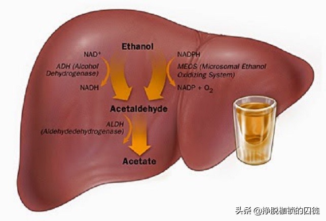 肝脏每天能分解多少酒精,酒精靠肝脏的什么酶分解