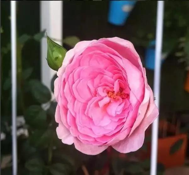 每天学习一点点各种花代表的花语,每天学习一朵花知识