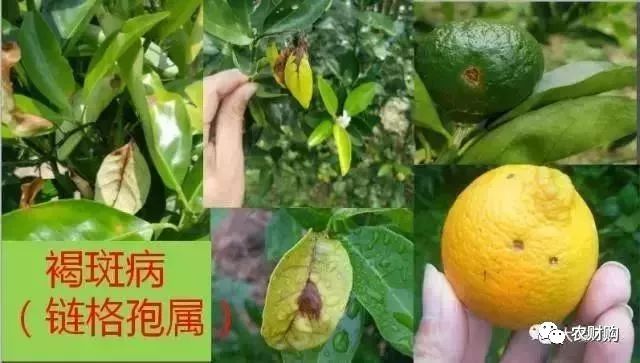 炭疽如何治疗以及预防,炭疽的预防和治疗