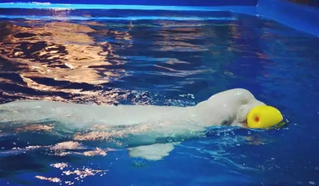 2022西安华夏文旅免费门票预约,西安曲江和华夏哪个海洋公园好