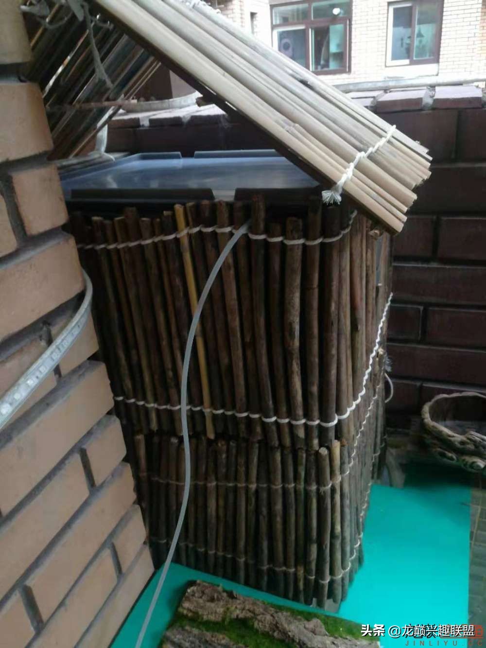 鱼友自制龙鱼缸,自制锦鲤鱼食配方及全过程