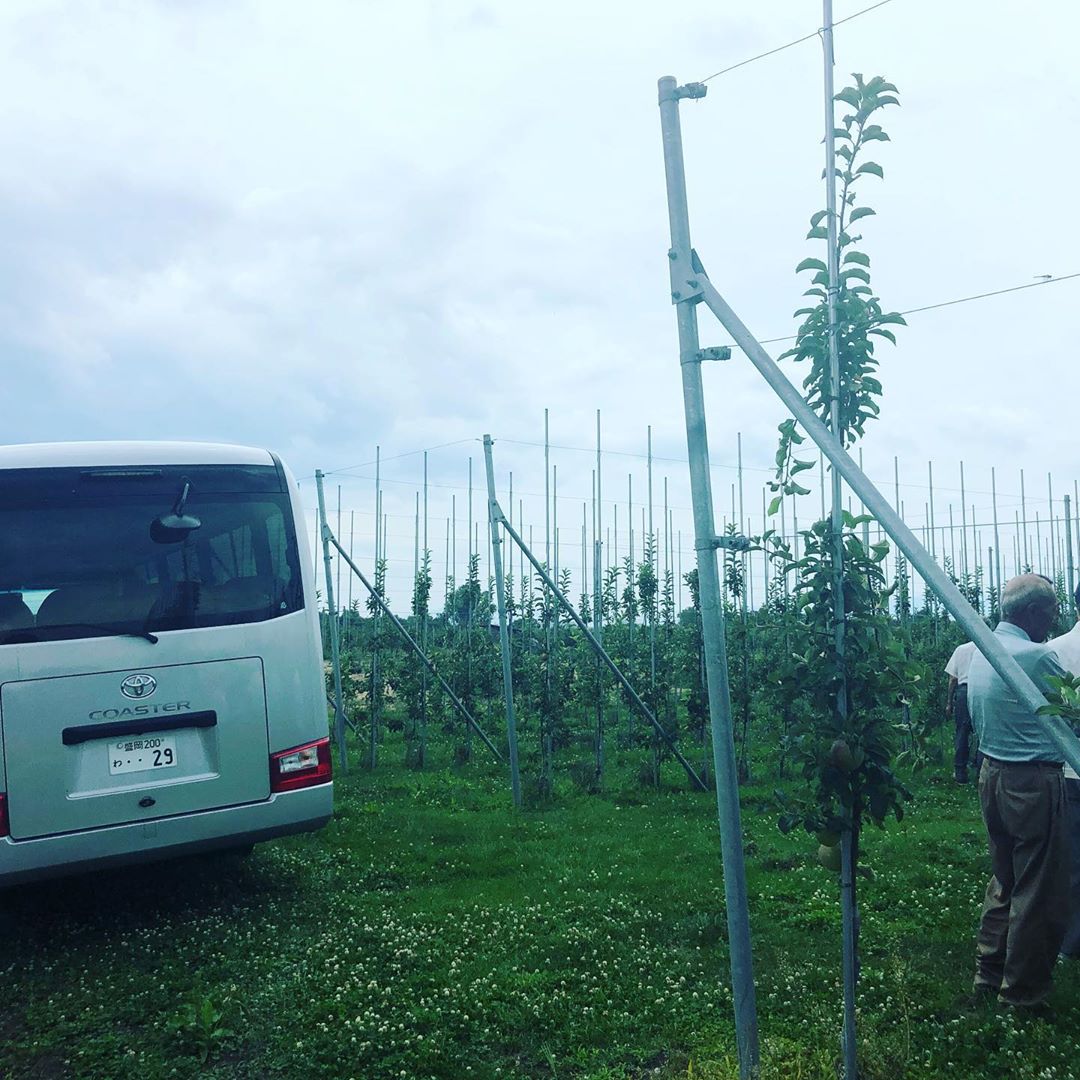 日本青森苹果图片,走进青森苹果园